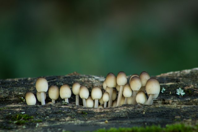 COPRINUS Sp-16